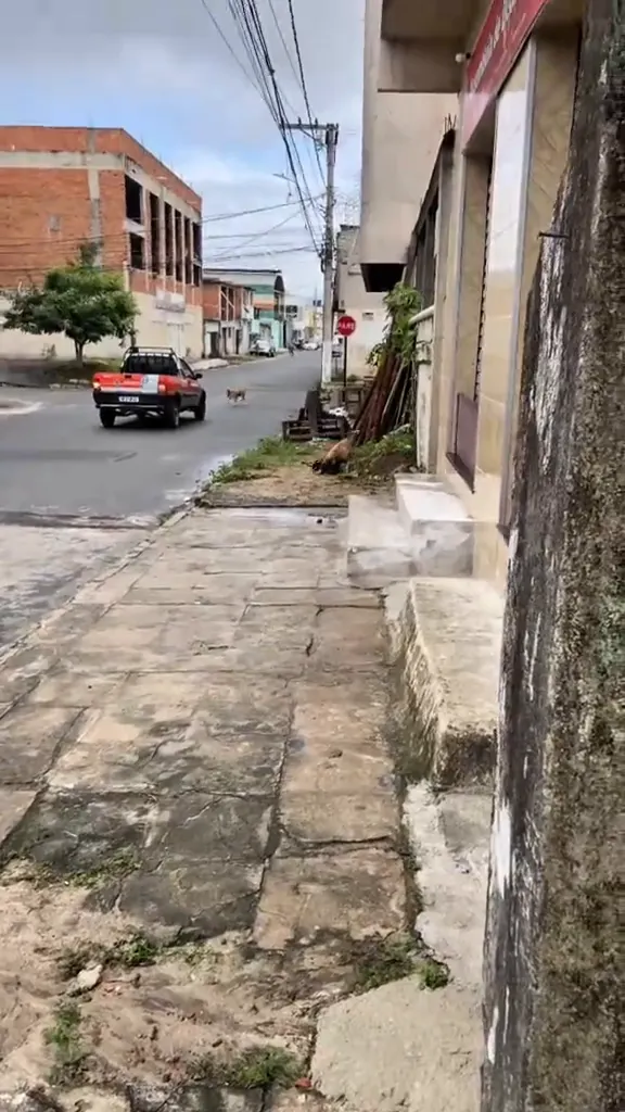 Controle de meus cães #cachorro #dog #pitbull #viralvideo #viral